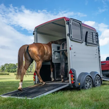 Ifor Williams hestetrailer