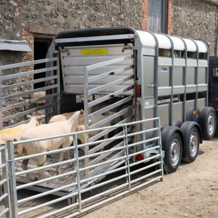 Ifor Williams husdyrtrailer